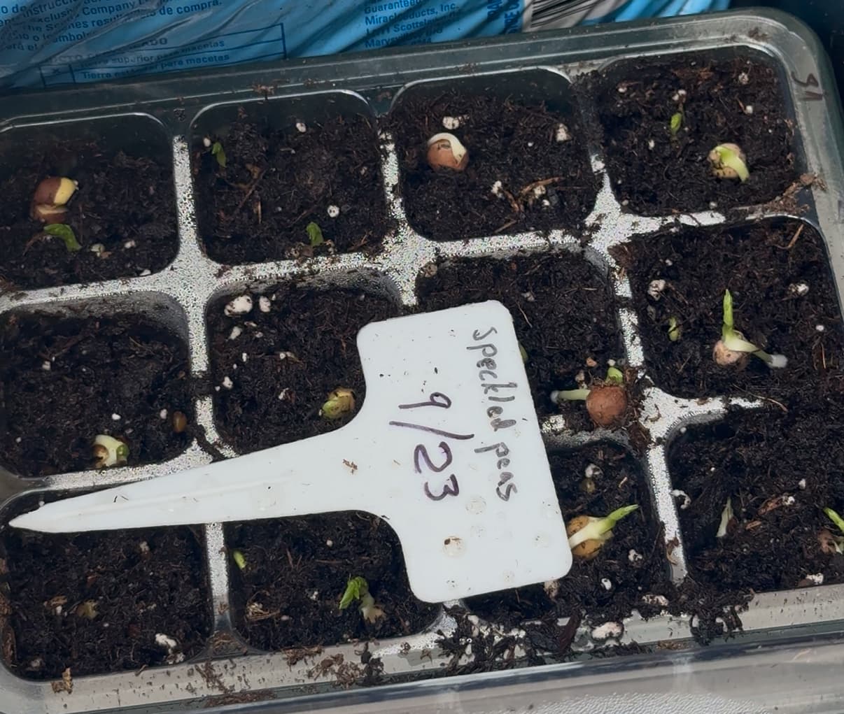 Starting Speckled Peas in a Seed Tray